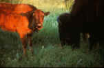 bison_cowcalf.JPG (143864 bytes)