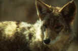 coyote.JPG (99141 bytes)