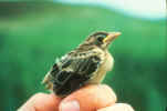 dickcissel.JPG (114403 bytes)