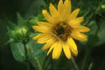 helianthus.JPG (106427 bytes)