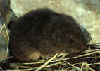 prairie_vole.JPG (339936 bytes)