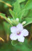 ruellia.JPG (102462 bytes)