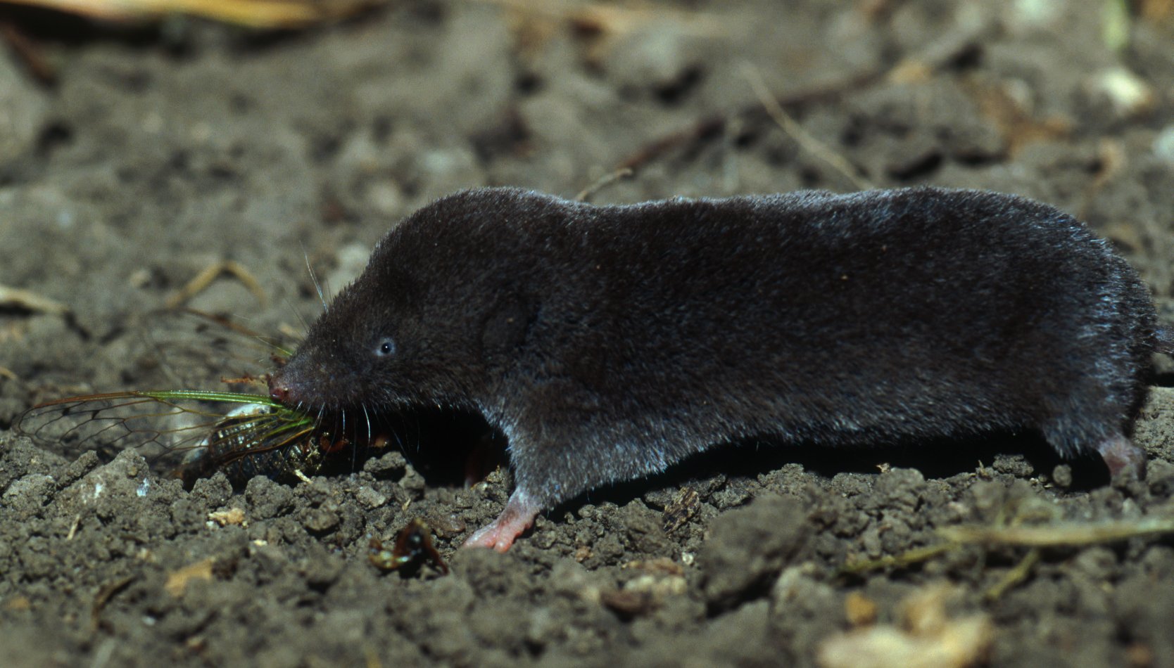 Mammals and Reptiles