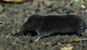 short-tailed_shrew.jpg (242192 bytes)