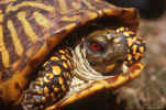 turtle.JPG (169665 bytes)